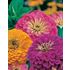 Zinnia, Jazz