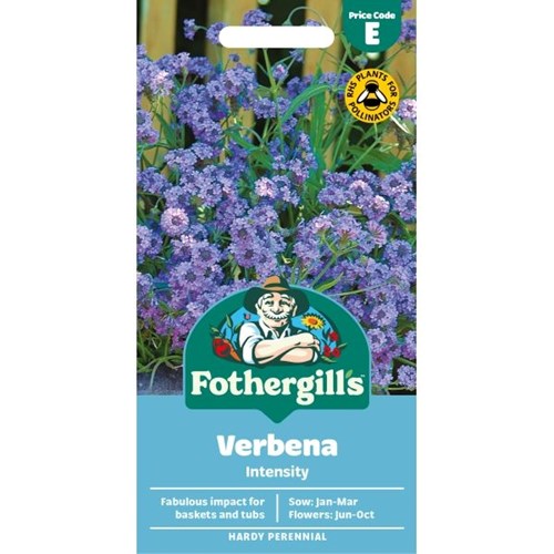 Verbena, Violverbena, Intensity