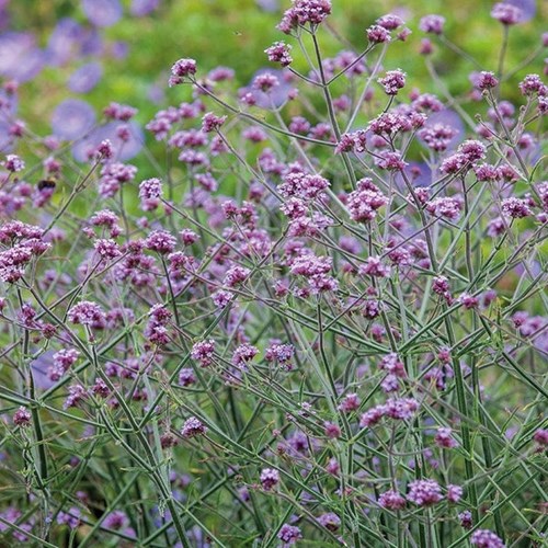 Verbena, Jätteverbena