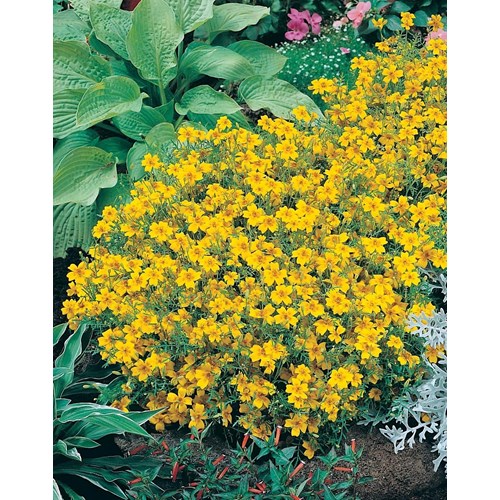 Tagetes, Golden gem