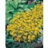 Tagetes, Golden gem