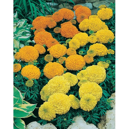 Tagetes, Sahara mix