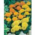 Tagetes, Sahara mix