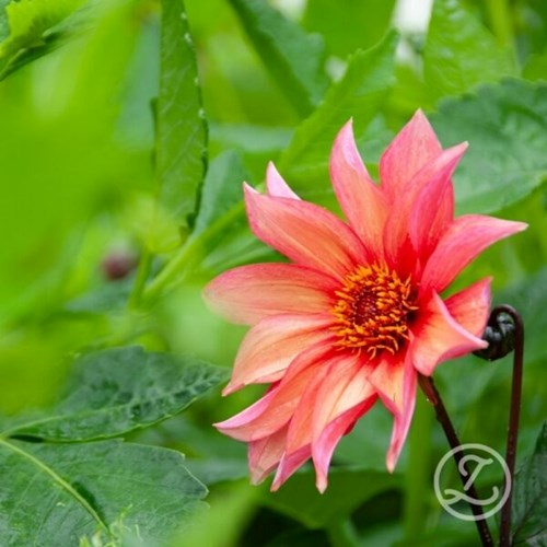 Dahlia, Waltzing Matilda EKO