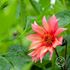 Dahlia, Waltzing Matilda EKO
