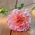 Dahlia, Phyllis Farmer EKO