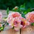 Dahlia, Phyllis Farmer EKO