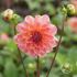 Dahlia, Phyllis Farmer EKO