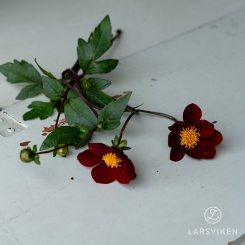 Dahlia, Mexican Star EKO