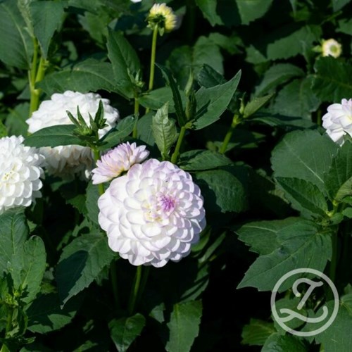 Dahlia, Eveline EKO