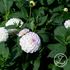 Dahlia, Eveline EKO