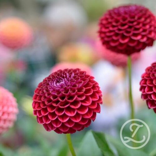 Dahlia, Cornell EKO