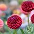 Dahlia, Cornell EKO