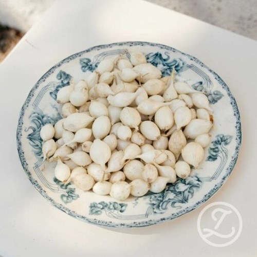 Sättlök, White Globe 250 gram  EKO