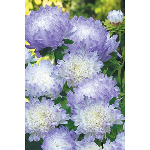 Aster, Duchess blue ice