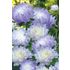 Aster, Duchess blue ice