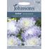 Aster, Duchess blue ice