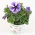 Petunia, Starfish