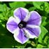 Petunia, Starfish