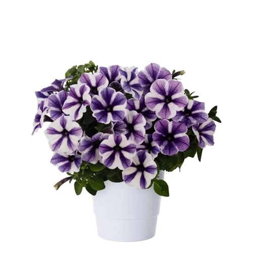 Petunia, Starfish