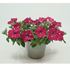 Petunia, Cherry Sky