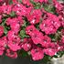 Petunia, Cherry Sky