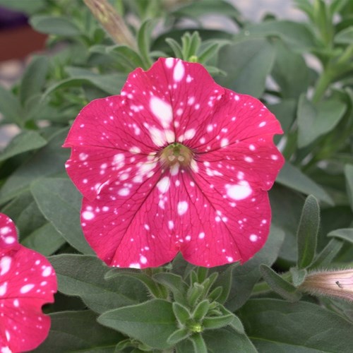 Petunia, Cherry Sky