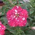 Petunia, Cherry Sky