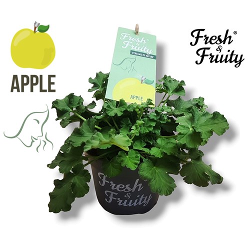 Pelargon, doftpelargon, Äpple