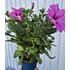 Petunia, Surfina, rosa