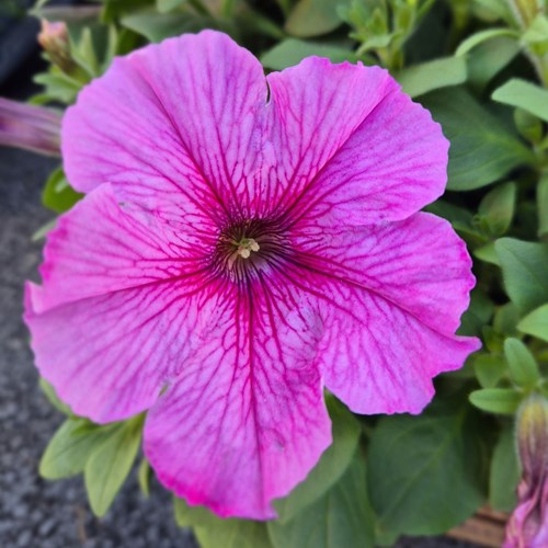 Petunia, Surfina, rosa