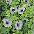 Petunia, Surfina, grön