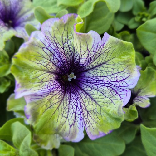 Petunia, Surfina, grön