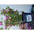 Petunia, Million Bells, rosa