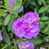 Petunia, Million Bells, rosa