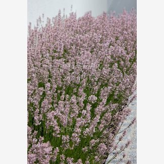 Lavendel