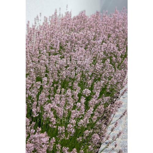 Lavendel, Rosea