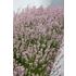 Lavendel, Rosea