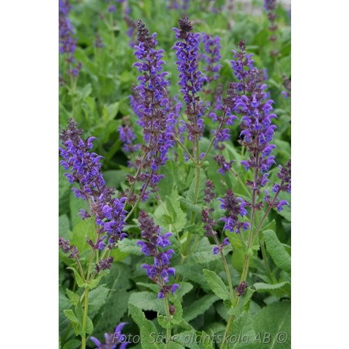 Salvia, Stäppsalvia, Mainacht