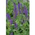 Salvia, Stäppsalvia, Mainacht