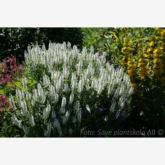 Salvia