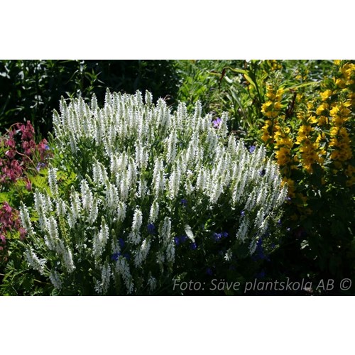 Salvia, Stäppsalvia, Schneehugel