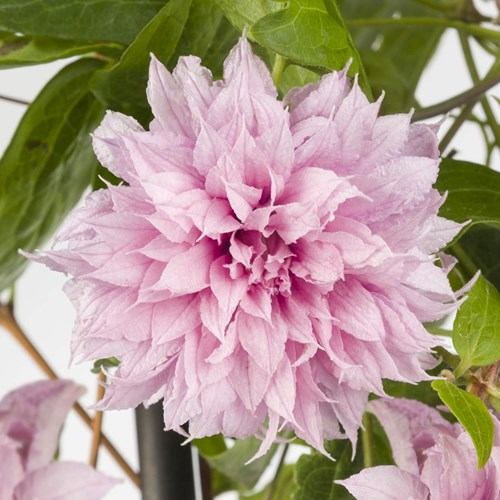 Klematis, Multi Pink