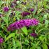 Fjärilsbuske, Syrenbudleja, Royal Red