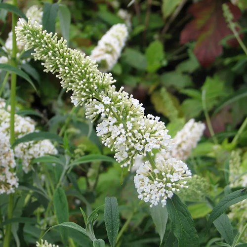 Fjärilsbuske, Syrenbudleja, White Profusion