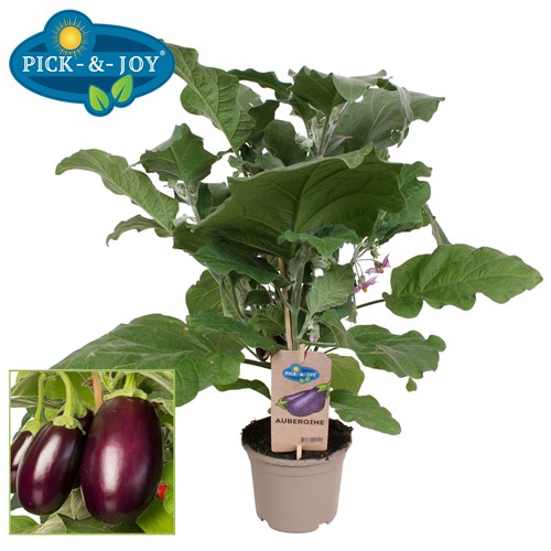 Aubergine, Pick & Joy