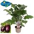 Aubergine, Pick & Joy