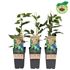 Kiwi, Minikiwi, Issai, stor planta
