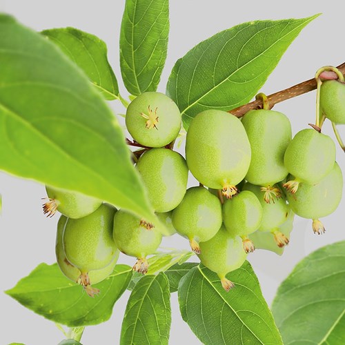 Kiwi, Minikiwi, Issai, stor planta