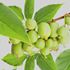 Kiwi, Minikiwi, Issai, stor planta